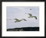 Herring gulls in flight