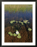 Water lily pads and flower