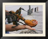 A lobster intended to go into a research pond