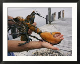 A lobster intended to go into a research pond