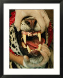 A researcher opens the mouth of a tranquilized jaguar
