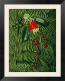 Tropical seeds and flowers from the cloud forest which are eaten by resplendent quetzal birds