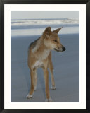 A dingo stands on an ocean shore beach