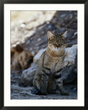 African wildcat