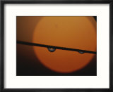 A blade of grass with drops of dew against the setting sun