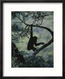 Young chimpanzee playing in tree
