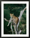 Leopard (Panthera Pardus) in Tree  Looking at Camera  Samburu National Reserve  Kenya