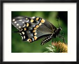 Swallowtail Butterfly