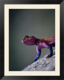Agama Lizard (Agama Agama)  Serengeti National Park  Arusha  Tanzania