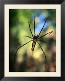 Black And Yellow Spider  Bago  Myanmar (Burma)