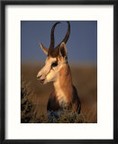 Springbok  Etosha National Park Kunene  Namibia