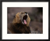 Yawning Lion  Kruger National Park  Kruger National Park  Mpumalanga  South Africa