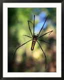 Black And Yellow Spider  Bago  Myanmar (Burma)