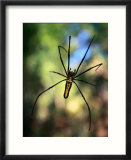 Black And Yellow Spider  Bago  Myanmar (Burma)