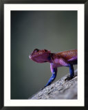 Agama Lizard (Agama Agama)  Serengeti National Park  Arusha  Tanzania