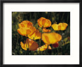 Close view of Iceland poppies (Papaver nudicaule)