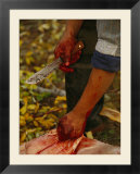 A hunter butchers a bull moose that will feed his family