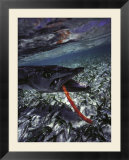 Barracuda  Tube Lure