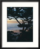 Sunset On Beach With Trees  CA
