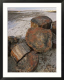 Close view of petrified wood on the Crystal Forest Loop Trail