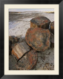 Close view of petrified wood on the Crystal Forest Loop Trail