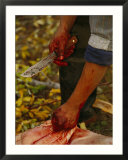 A hunter butchers a bull moose that will feed his family