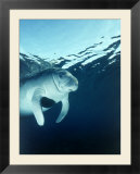 Manatee Underwater
