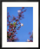 Cherry Blossoms  Washington  DC