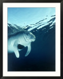Manatee Underwater