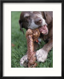 Chocolate Labrador retriever chewing on bone