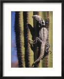 A Spiny-Tailed Iguana Climbing a Cardon Cactus