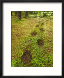 Alaskan Brown Bear Tracks