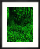 Ho River Rain Forest in Olympic National Park  Washington  Olympic National Park  USA