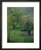 Cyclist Rides Past an Old Barn and Fruit Trees in a Spring Rain