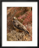 A Portrait of a Galapagos Hawk on Bartolome Island