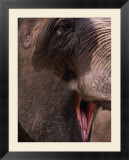 African Elephant