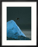 A Bald Eagle in Flight over a Blue Iceberg