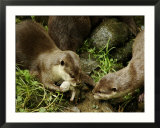 Adult Asian Short-Clawed River Otter Shows Newborn to Sibling