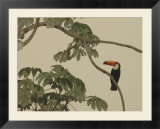 Toco Toucan Fledgling at the Fazenda Barranco Alto