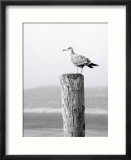 White Seagull on Post  Cape Cod