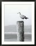 White Seagull on Post  Cape Cod