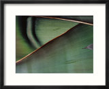 Close View of a Maguey Leaf