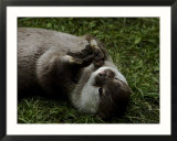 Asian Short-Clawed River Otter Plays with a Rock