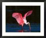 Roseate Spoonbill  Ding Darling National Wildlife Refuge  Sanibel Island  Florida  USA