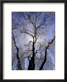 Backlit Tree and Blossoms in Spring  Lexington  Kentucky  USA