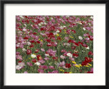 Pattern in Poppies  Kentucky  USA