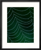 Dewdrop on Spider Web  Louisville  Kentucky  USA