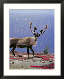 Woodland Caribou on a Ridge During Fall Migration  Quebec  Canada