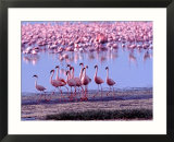 Female Flamingo Followed by Males as Mating Ritual