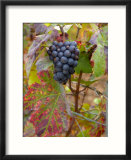 Beaujolais Red Grapes in Autumn  Burgundy  France
